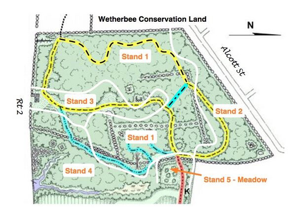 This shows the different forest areas in the Wetherbee conservation area.