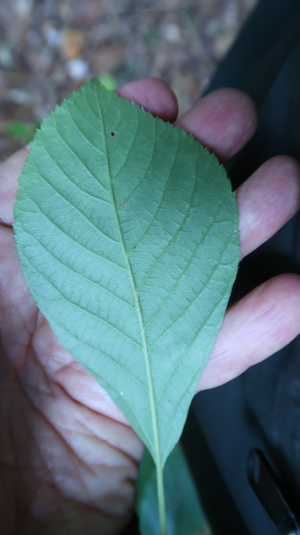 Sweet Pepperbush Leaf