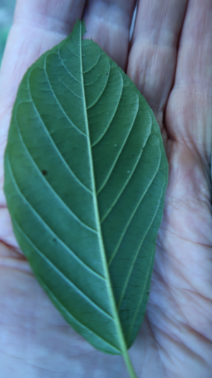 Buckthorn Leaf