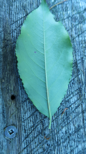 Winterberry Leaf