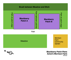 Shows a blackberry patch divided into two areas, with an access path between them.